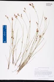 Image result for Rhynchospora eximia