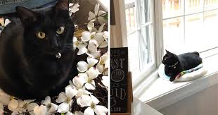 It is legal to own savannah cats. Adopters Of Fiv Positive Cats Extol The Joys Of Sharing Their Homes With These Fantastic Felines Richmond Spca