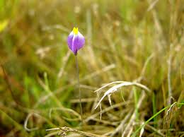 Image result for Burmannia