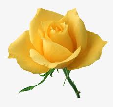 Flowers Yellow Roses Flowers Unusual Flowers