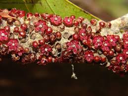 Image result for Apodanthaceae