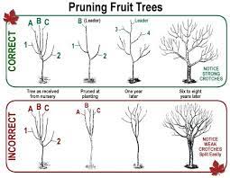 If you're new to growing fruit trees, fig trees may be your best bet. Tree Maintenance Fruto Da Arvore Do Jardim Arvores Para Jardim Cultivo De Arvores De Fruto