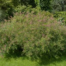 Image result for Indigofera emarginella