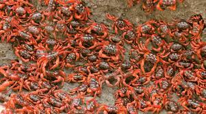 Christmas island red crabs are well known for their annual mass migration in which they move in millions to venture from land to the ocean to mate and lay their eggs. Red Crab The Most Extreme Wiki Fandom