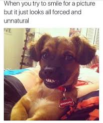 Sign up for a newsletter today! Pin By Laura Hald On Humour Funny Instagram Memes Funny Animal Quotes Funny Dog Memes