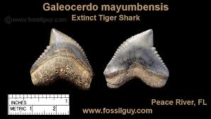 Recognize bull shark teeth by their tapering serrations. Fossilguy Com Tiger Shark Facts And Information Galeocerdo Cuvier And Fossil Species