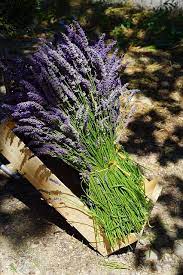 Free Image On Pixabay Lavender Tufts Sale Blue Lavender Garden Lavender Fields Lavender Plant