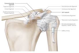 Shoulder separation describes the condition in which the ligaments connecting the ac joint are injured and the acromion begins to move away from the clavicle. Shoulder And Axilla Amboss