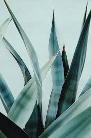 Island State Co Art Inspo Colour Texture Layer Design Collect Interior Foliage Plant Flowers Botanical Typography Graphic De Plants Inspirational Wallpapers Art