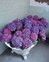 The 50 Best Florists Hydrangea Purple Purple Flowers Love Flowers