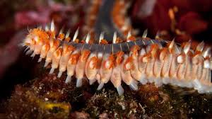 Image result for Polychaeta spp.