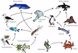 The term food web refers to the process by which different organisms acquire nutrients from a variety of sources, from predation to decomposition. What Is The Food Web Quora