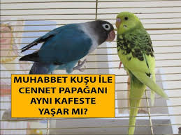 Muhabbet Kusu Cennet Papagani Ile Yasarmi Youtube