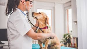 Dog cancer answers & dog cancer survival guide. Warning Signs Of Cancer In Dogs