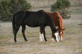Blue moon pest control is a business categorized under disinfecting services, which is part of the larger category disinfecting and. Equine Rescue In Arizona Blue Moon Rescue Sanctuary