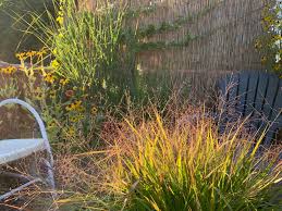 Image result for Eragrostis aurorae