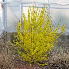 Each bloom of the herb is about 2 cm to 5 cm (1 inch to 2 inches) in. Forsythia Show Off Buy Forsythia Shrubs Online