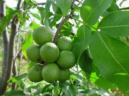 Caribfruits Quenette Fruits Tropicaux Fruits Tropicaux Fruits Exotiques Tropical