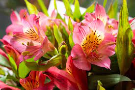 Jan 21, 2021 · alstroemeria is a tuberous perennial plant native to south america, especially in chile and brazil. Alstroemeria Peruvian Lily Care Growing Tips Horticulture