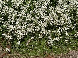 Image result for Arabis