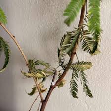 Image result for Albizia antunesiana