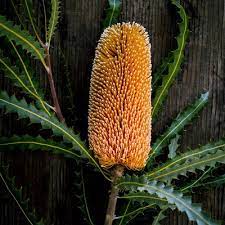 13 Stunning Proteas Drought Tolerant Landscape Planting Flowers Summer Vegetables Garden