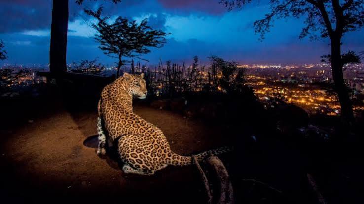 Mumbai's newest tourist attraction is a leopard safari at Sanjay Gandhi National Park