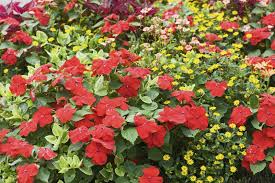 A few yellow foliage perennials that nicely contrast impatiens include aureola japanese forest grass and citronella heuchera. Plants Seeds Bulbs Impatiens Seeds 25 Trailing Tumbler Rose Trailing Impatiens Seeds Bulbs