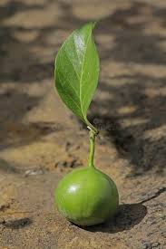 Image result for Vangueria