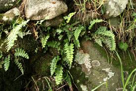 Image result for Asplenium aethiopicum