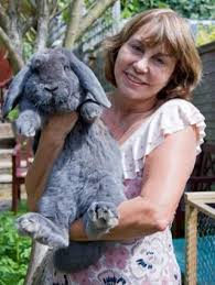 17 French Lop Bunnies For Sale North Peoria Il Lop Bunnies Giant Rabbit Rabbit Breeds