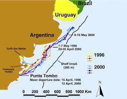 Places to visit when visiting in peninsula valdes y punta tombo excursions. Conservation Of Migratory Magellanic Penguins Requires Marine Zoning Sciencedirect