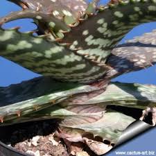 Image result for Aloe komatiensis