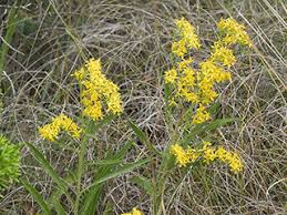 Image result for Hippocratea longipetiolata