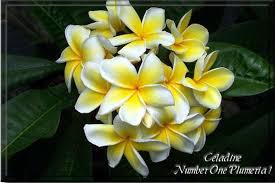 Favorite Flowers Ever Hawaiian Plumerias 3 Even Better Their Smell Is Amazing And Brings Back Memories Plumeria Plumeria Fragrance Plumeria Tree