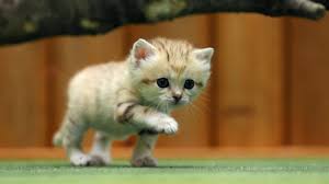 We did not find results for: Weltkatzentag Am 08 08 2020 Samtpfoten Alarm Diese Promis Lieben Ihre Miezen News De