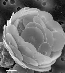 Image result for Exotheca