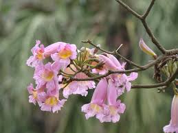 Image result for Tabebuia heterophylla