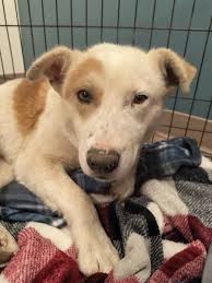 Willow tree removal and mourning support