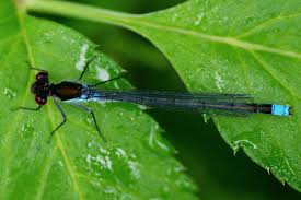 Image result for Najas horrida