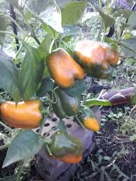 Уникальные черты перца Красное копье