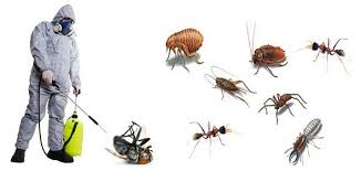 Prices For Pest Control Brisbane Liberty Services