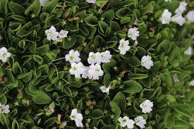 Image result for Falkia oblonga