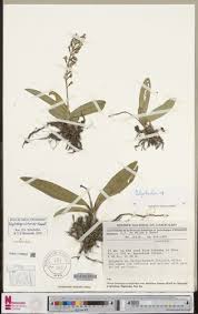 Image result for Polystachya woosnamii