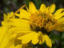 Image result for Baissea viridiflora