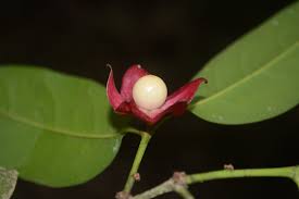 Image result for Heisteria