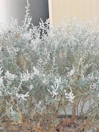 Image result for Aerva javanica