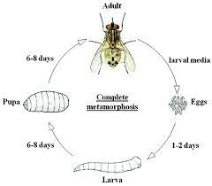 Fly Control For Suburban Or Small Acreage Horse Owners Oklahoma State University