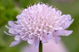 Image result for Stipularia africana