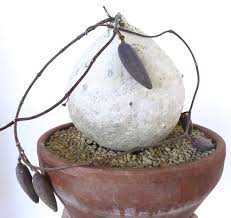 Image result for Raphionacme lanceolata